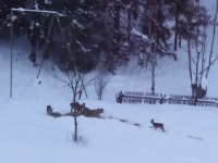 powiększ zdjęcie 