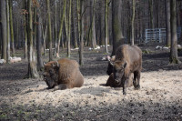 powiększ zdjęcie