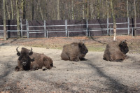 powiększ zdjęcie 