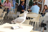 powiększ zdjęcie