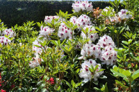 powiększ zdjęcie 
