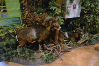 powiększ zdjęcie 